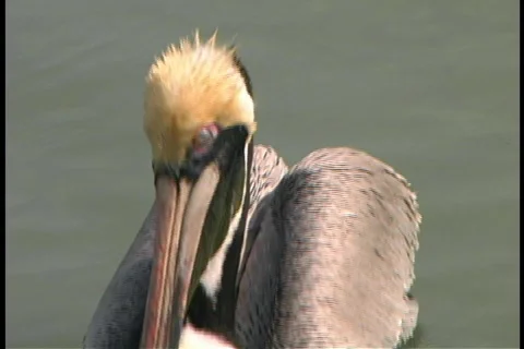 Pelicans in ocean pull out bird sea coast  Stock Footage 344255