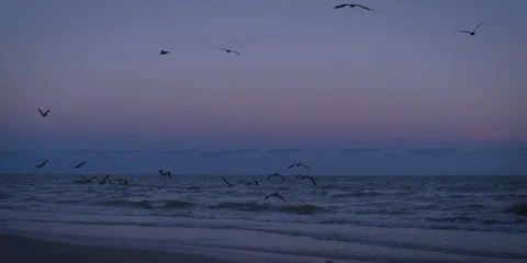 Pelicans Over The Ocean Video stock 100415446