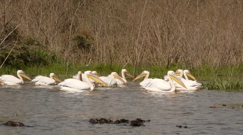 Pelicans P1 Stockbeeldmateriaal 885065