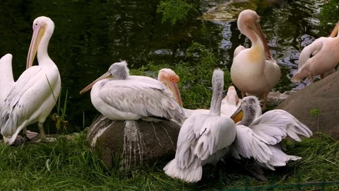 Pelicans in the park Stock Footage 242942664