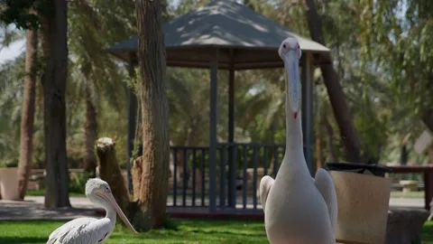 Pelicans in park with walking camera technique Stock Footage 345701334