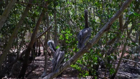 Pelicans Perched on Tree Cleaning Feathers Stock Footage 174354506