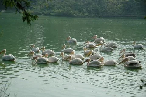 Pelicans Stock Photos
