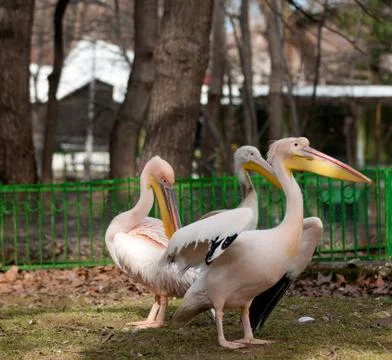 Pelicans Stock Photos
