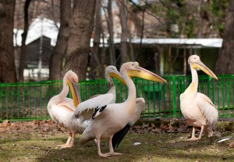 Pelicans 스톡 사진