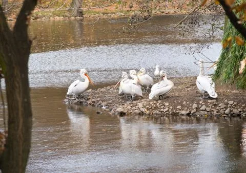 Pelicans Stock Photos