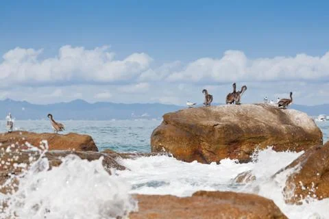 Pelicans Stock Photos