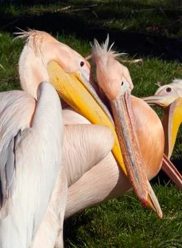 Pelicans Foto stock