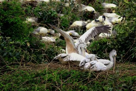 Pelicans Foto stock