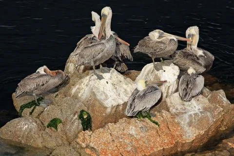 Pelicans Stock Photos