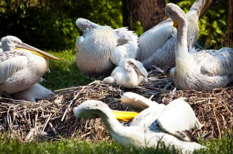 Pelicans Stock Photos