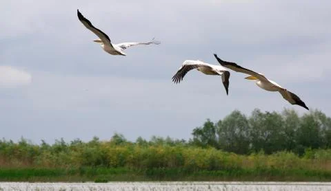 Pelicans Stock Photos