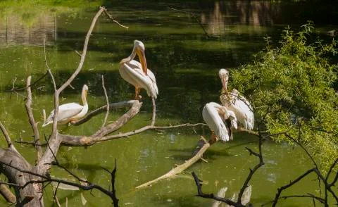 Pelicans Stock Photos
