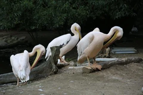 Pelicans Stock-Fotos