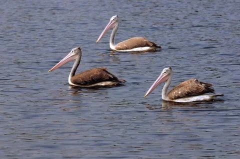 Pelicans Stock Photos