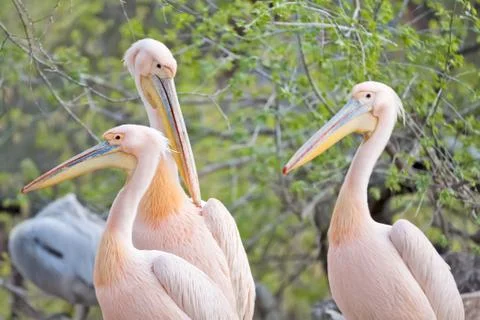 Pelicans Stock Photos