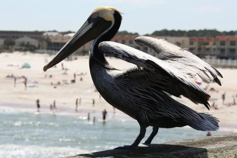 Pelicans Stock Photos