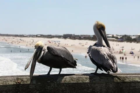 Pelicans Stock Photos