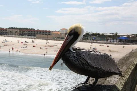 Pelicans Stock Photos