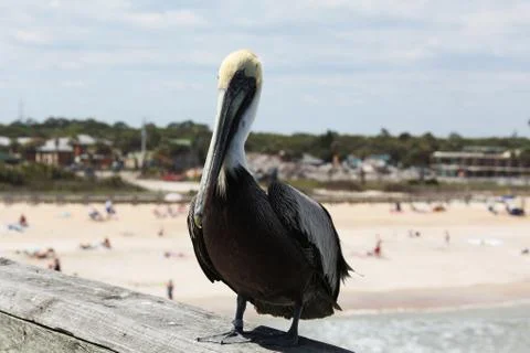 Pelicans Stock Photos