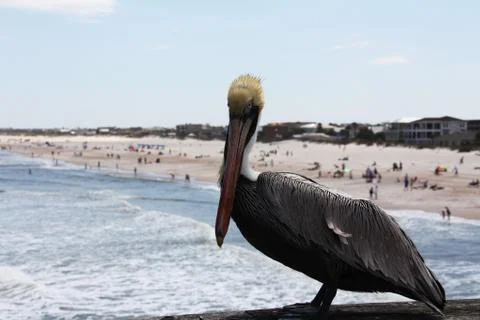 Pelicans Stock Photos