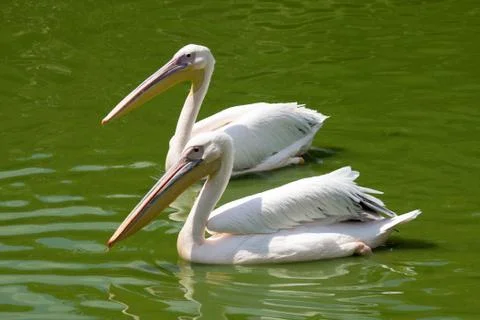 Pelicans Stock Photos