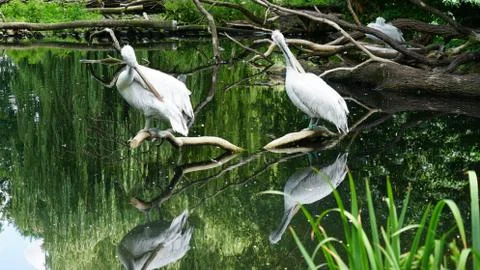 Pelicans 写真素材