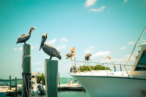 Pelicans Stock Photos