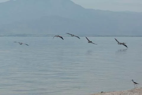 Pelicans Stock Photos