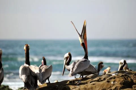 Pelicans Stock Photos