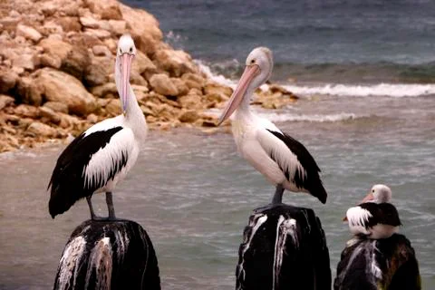 Pelicans Stock Photos