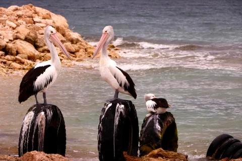 Pelicans Stock Photos