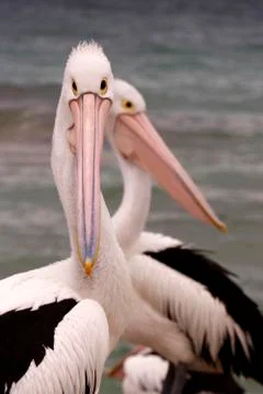 Pelicans Stock Photos