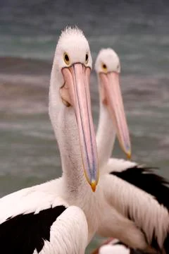 Pelicans Stock Photos