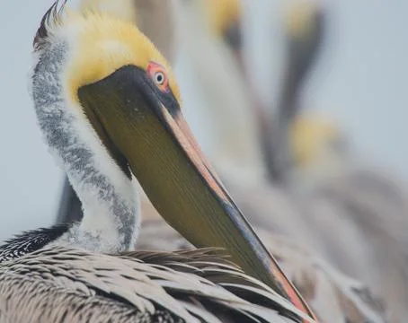 Pelicans Stock Photos