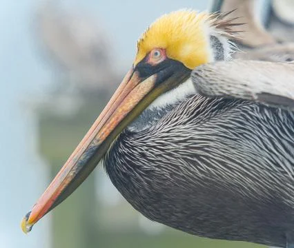 Pelicans Stock Photos