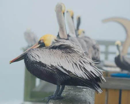 Pelicans Stock Photos