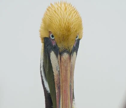 Pelicans Stock Photos