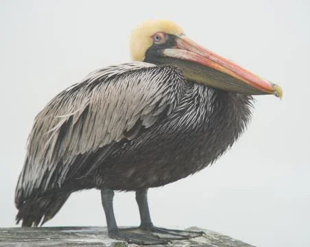 Pelicans Stock-Fotos