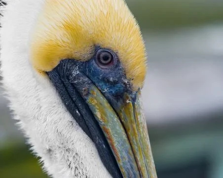 Pelicans Stock Photos