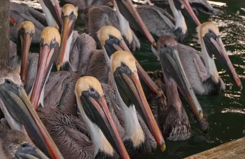 Pelicans Stock Photos
