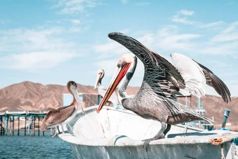 Pelicans Stock Photos
