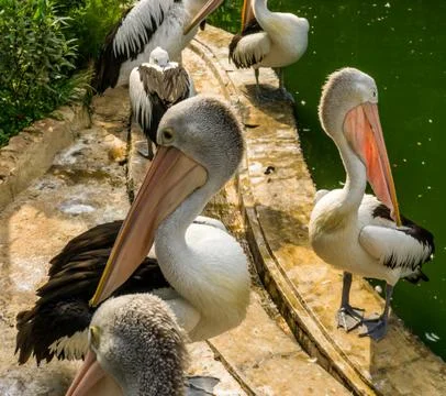 Pelicans Stock Photos