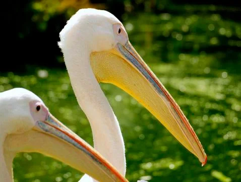 Pelicans Stock Photos
