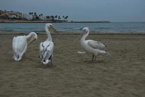 Pelicans Stock Photos