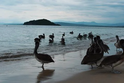 Pelicans Stock Photos