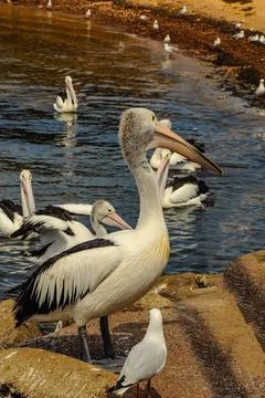 Pelicans Stock Photos