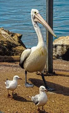 Pelicans Stock Photos