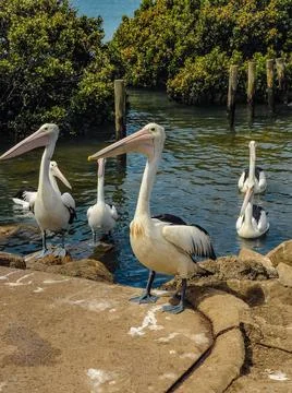 Pelicans Foto stock