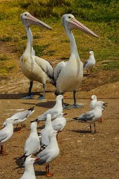 Pelicans Stock Photos